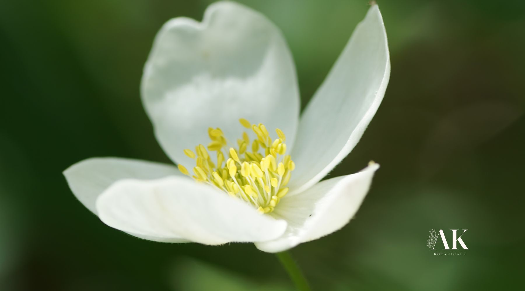 The Holistic Benefits of Sanguinaria Canadensis for Sun-Damaged Skin