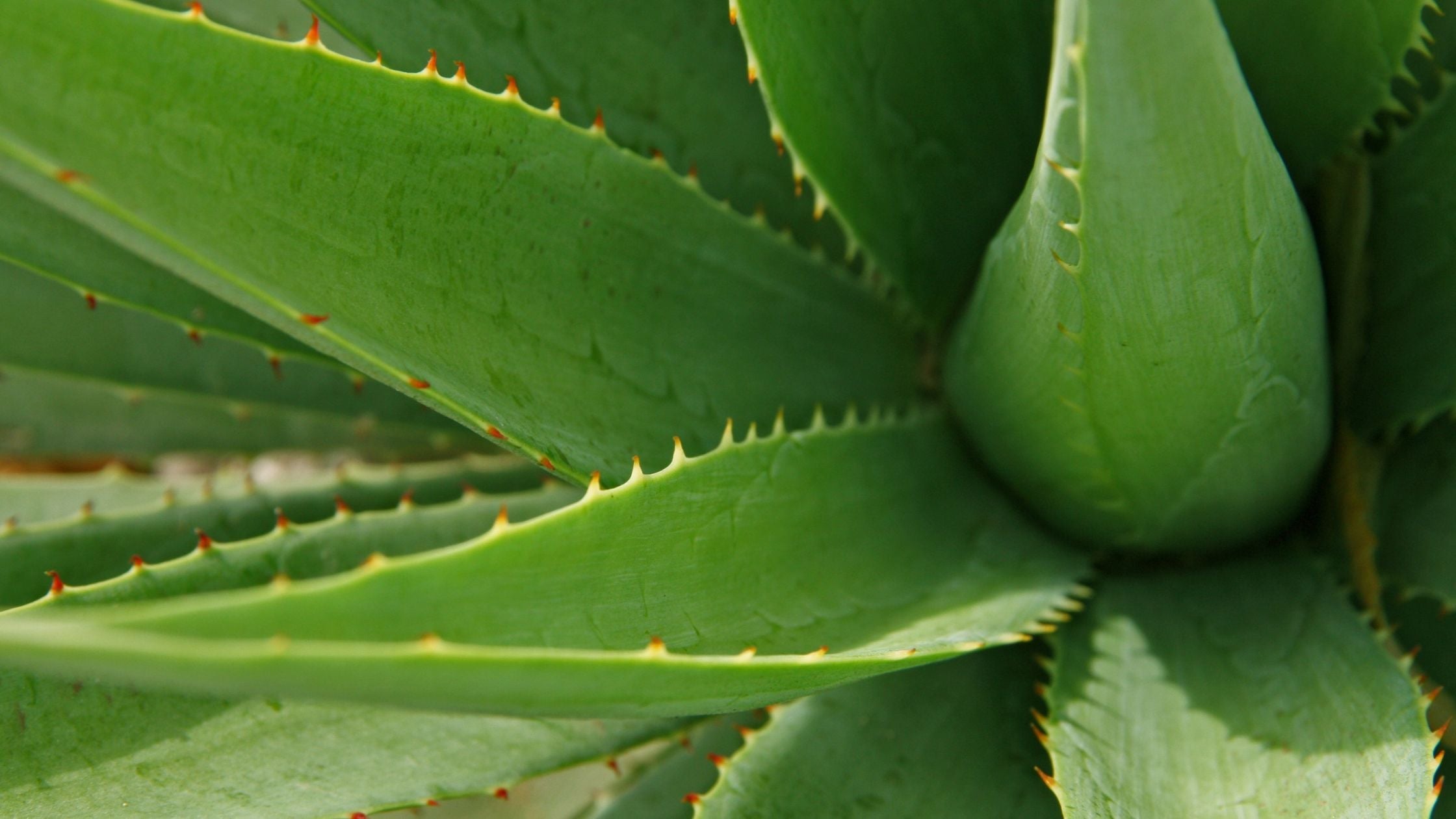 Does Aloe Vera Help Actinic Keratosis Treatment?